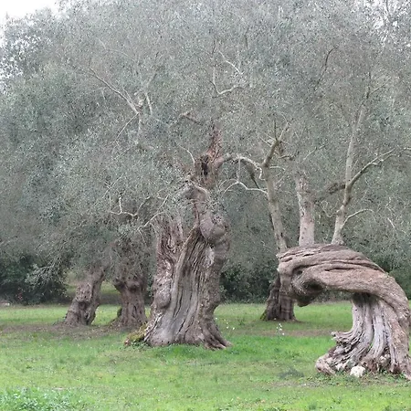 مزرعة للإقامة Tenuta Sant'andrea *