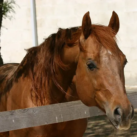 Tenuta Sant'andrea *