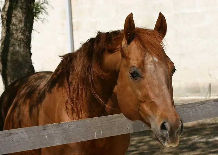 Tenuta Sant'andrea *
